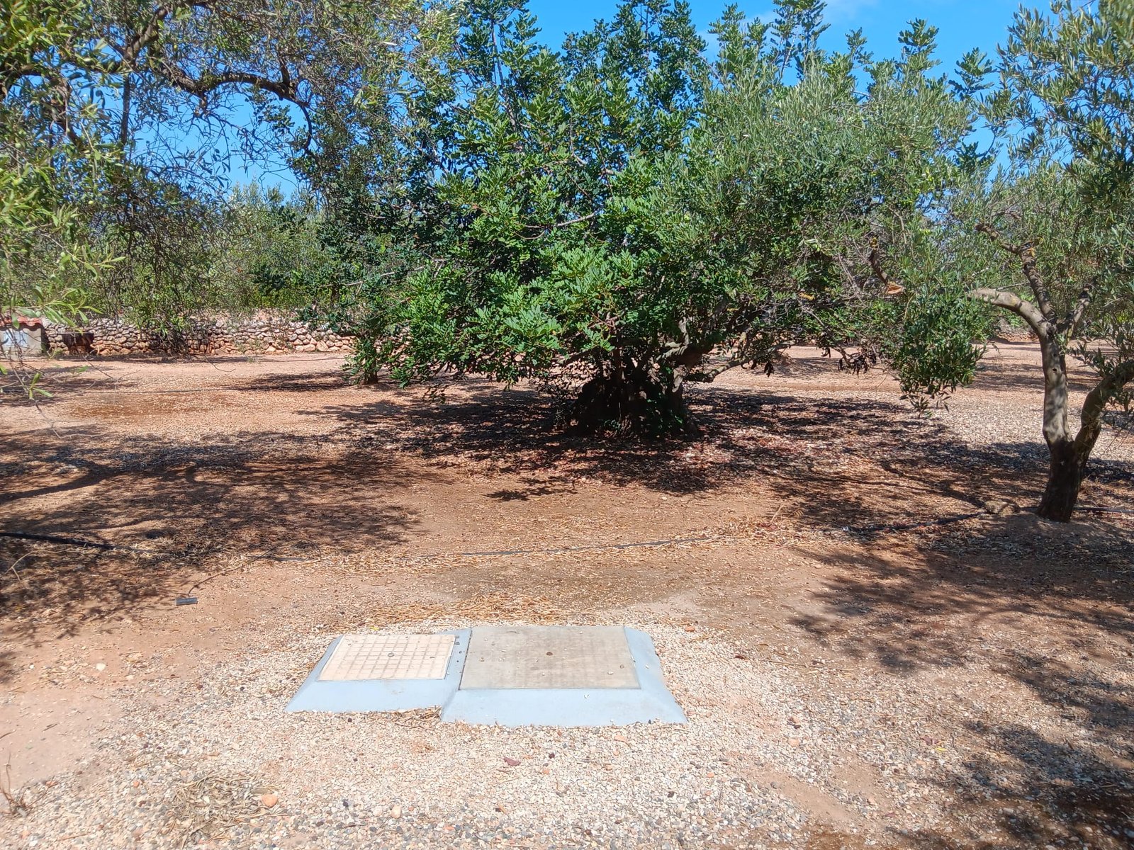 aa