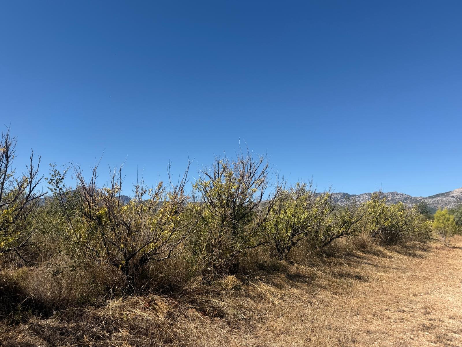 aaa